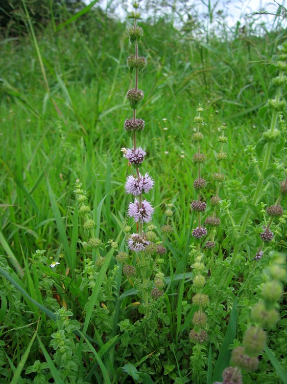 Mentha pulegium